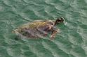 056 Shark Bay, monkey mia, schildpad